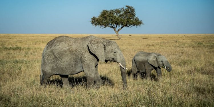 Guide des réserves naturelles à explorer en voiture au Sénégal