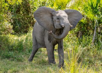 Découvrez le Sénégal : 7 Lieux Incontournables à Visiter en Voiture